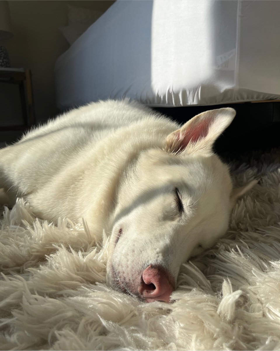 atlantapetlife's tweet photo. Afternoon naps: Highly recommended!πΎπ
This husky knows how to chill in style. Who needs the outside when you've got the best view right here? πππΆ Niko
#IndoorAdventures #ShadowSunday #AtlantaPets #SundayFunday #WindowWatchdog #CozyHusky #ChillingInside #WeekendVibes https://t.co/bpqLWeP8dD