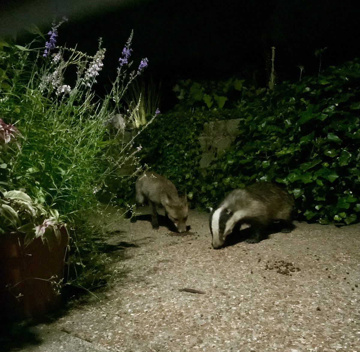 Young badger and young fox

#StopTheCull
#StrengthenTheBan
#SaveOurWildlife
#GTTO