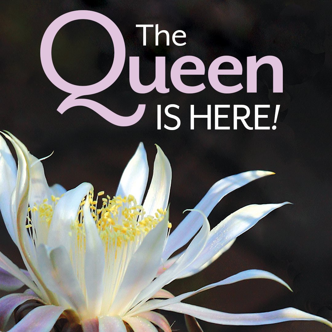 It's happening. The Queen is HERE. Bloom Night is TONIGHT (7/23)! 🌼

Come down and immerse yourself in an enchanting encounter with the Peniocereus greggii, affectionately known as The Queen of the Night, for an evening of Sonoran Desert magic ✨

bit.ly/3OoHssO