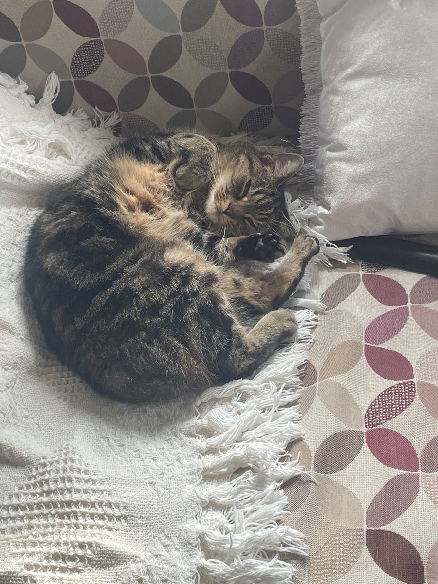 The cats of Hellcat have had quite the month. They moved to Whitley Bay and experienced life by the sea for the first time ever. They’ve loved having seagulls to watch and new places to explore. Back home for now, until the next show comes along. #catface #peanutcat #theatrecats