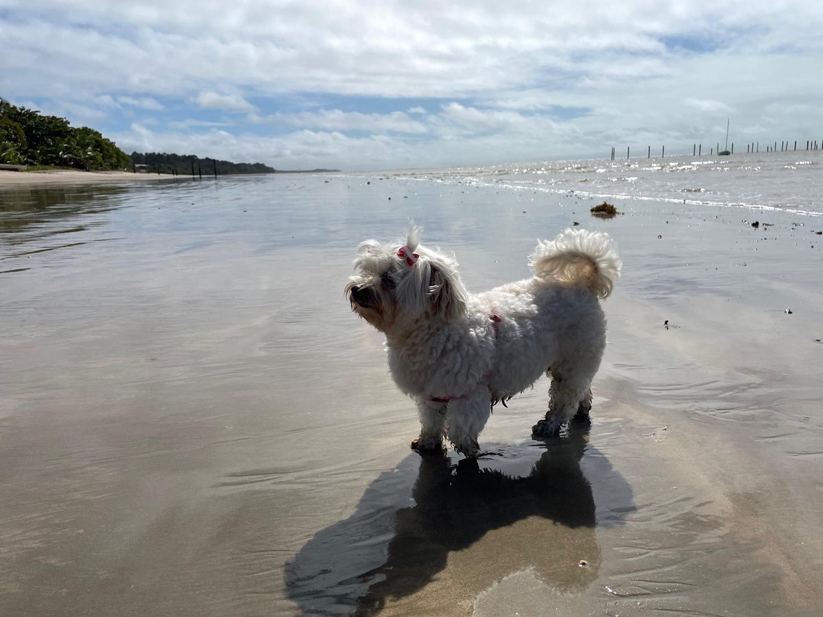 Essa doguinha ganhou uns 4 anos de vida em 4 dias...