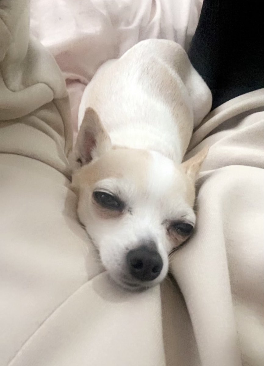 Boudicca1973's tweet image. Missing my best mate so Hollie sent me this.. 🥹🥰❤️ #tinyterror #queenofeverything