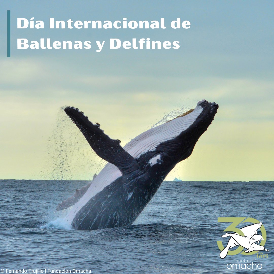 FundacionOmacha's tweet photo. ¿Ya conoces nuestro Programa de Observadores de Fauna Marina? 🧐

Hoy en el Día Internacional de #Ballenas y #Delfines queremos compartir algunos registros que hemos obtenido de los cetáceos que tanto amamos 🐬🐳

Conoce aquí más del programa OFM
👇👇👇
https://t.co/p1KU6ftxIM https://t.co/SgNMMa0K7Z