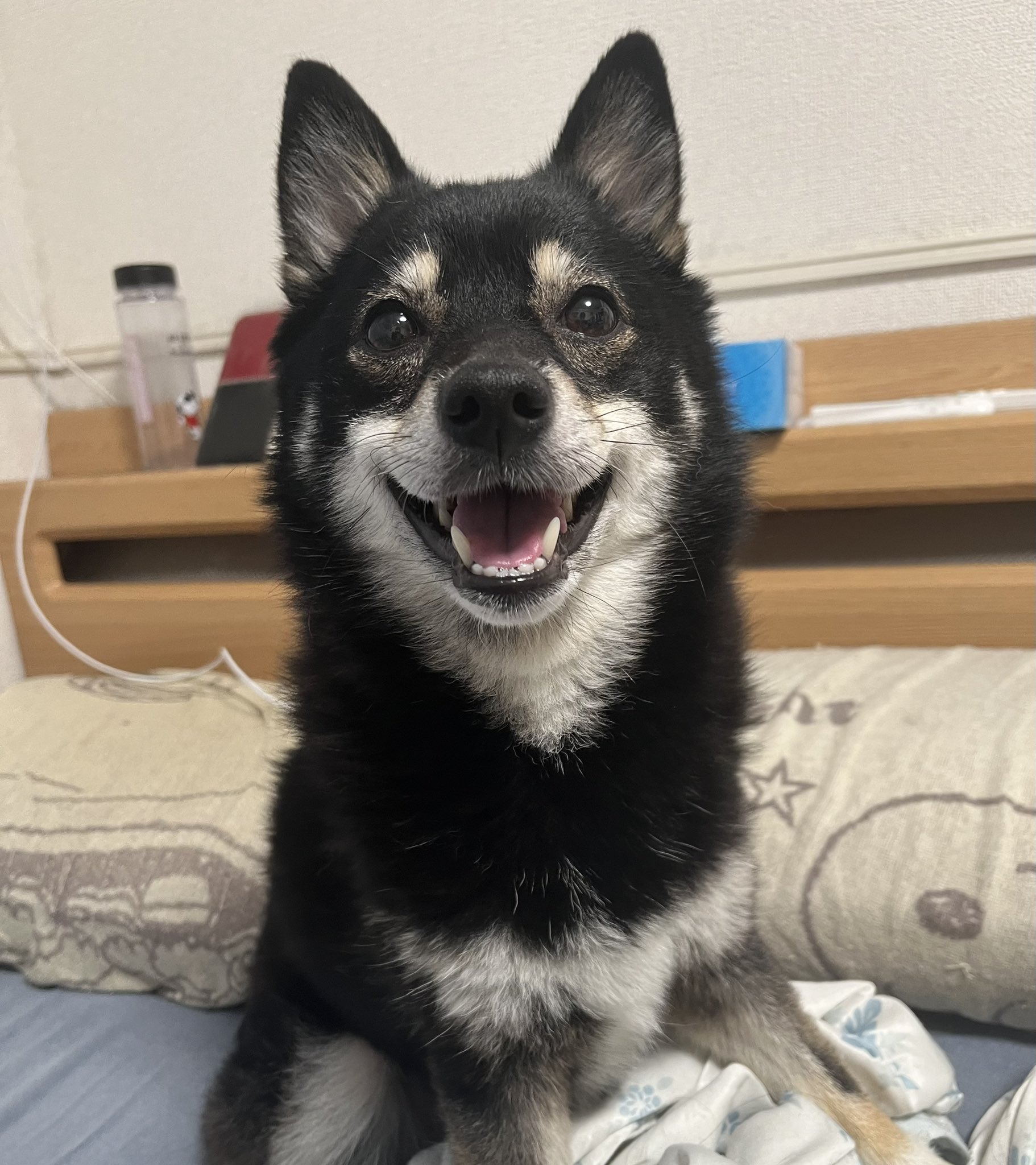 黒柴オス子犬】ID4488の詳細情報と購入ガイド｜価格・血統・保証