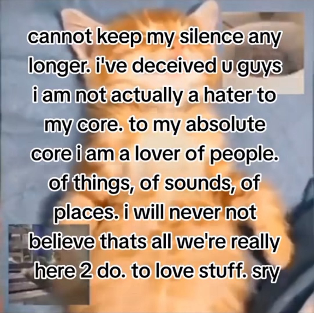 LiterallyMeCats (@literallymecats) on Twitter photo 