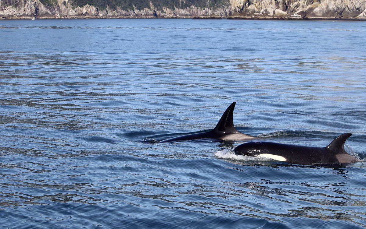 Stotra Chakrabarti, PhD tweet media