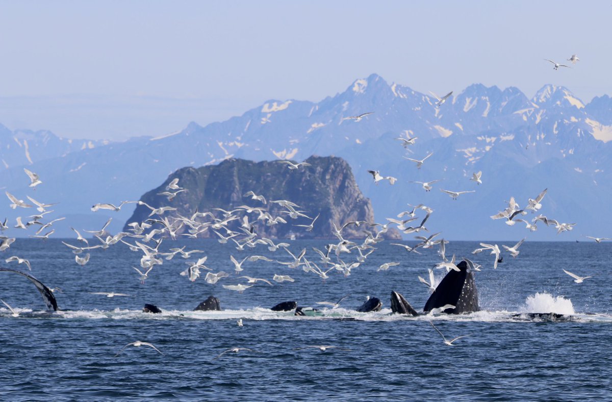 Stotra Chakrabarti, PhD tweet media