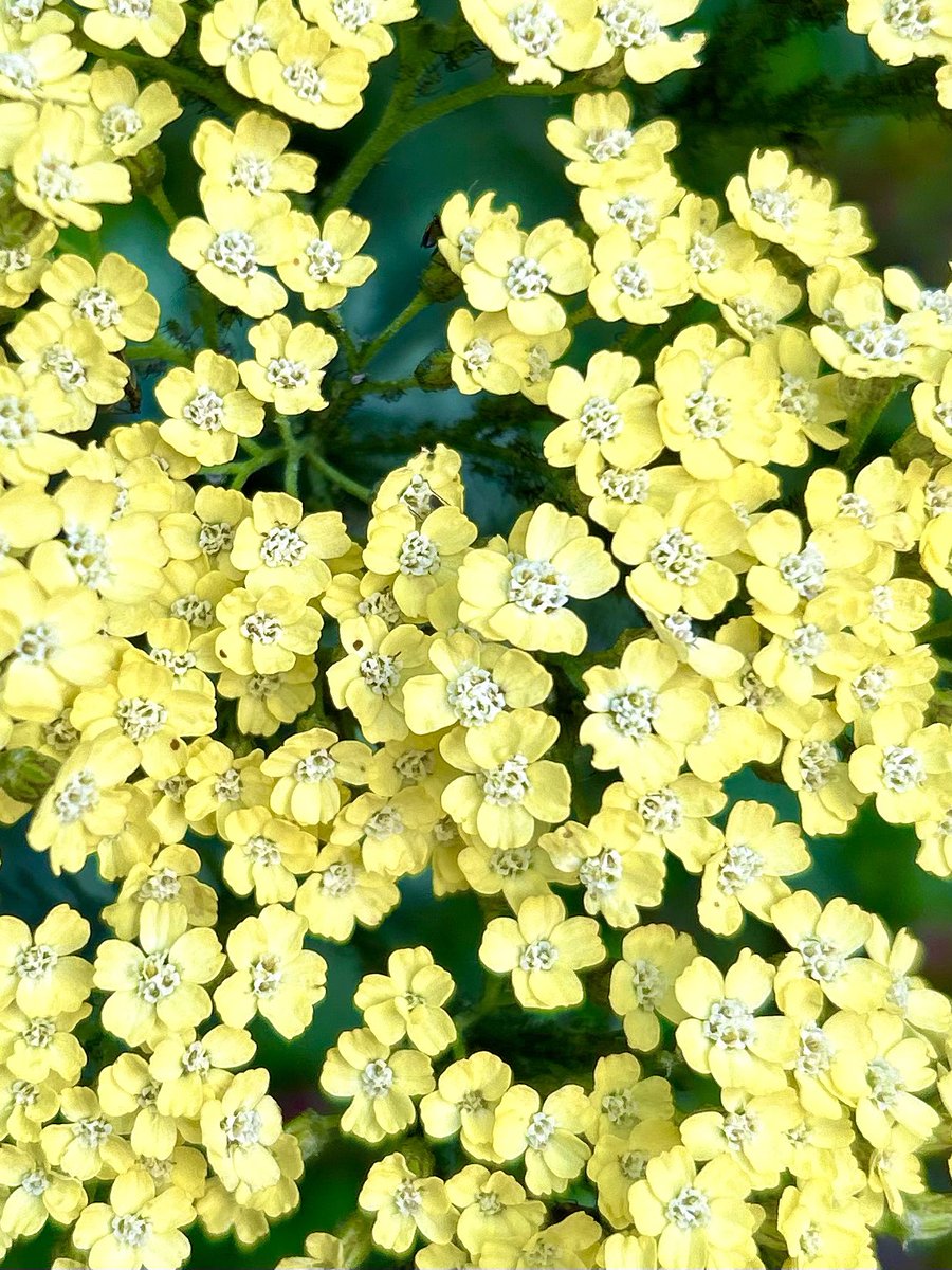 Common Yarrow maybe should have an upgraded name 😁It’s really rather nice!