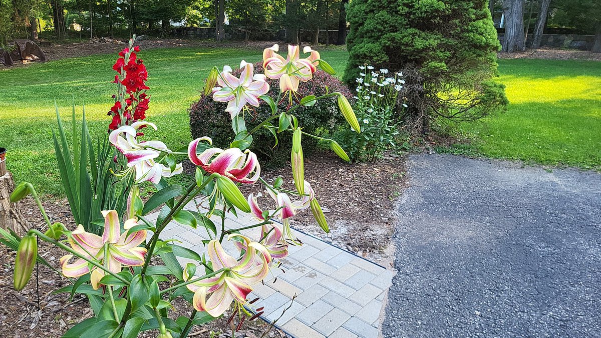 NityaAbraham's tweet image. My Sunday of Zen: restful fellowship &amp;amp; worship at church in the AM 🙏🏾, then being outside and working in my garden while listening to @OperateZen in the PM 😁