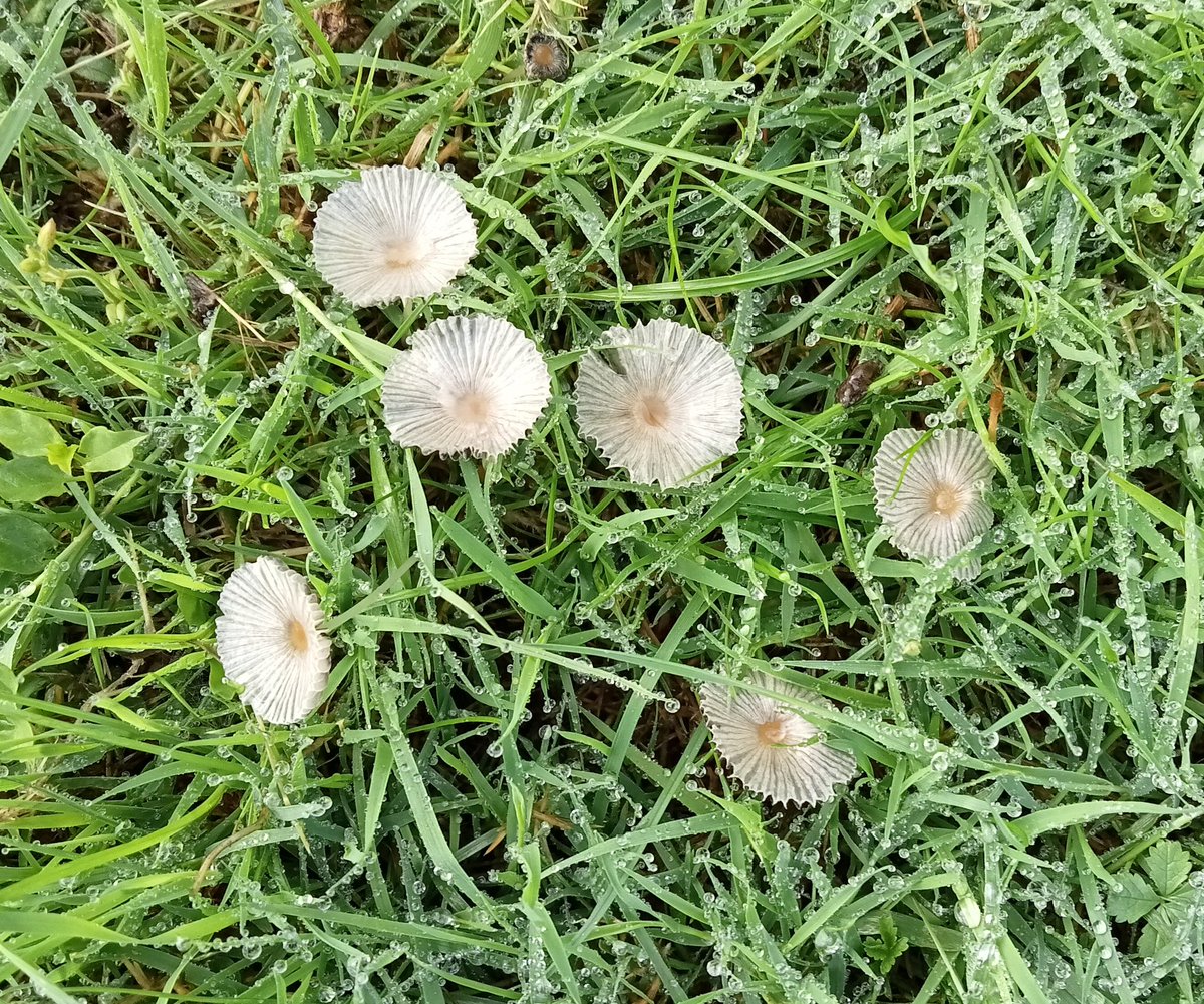 Saw these tiny, delicate fungi on our dog walk this morning - they looked like flowers in the grass until I looked again! No idea what type they are...?
#naturelover #wildflowerhour #namethatfungi