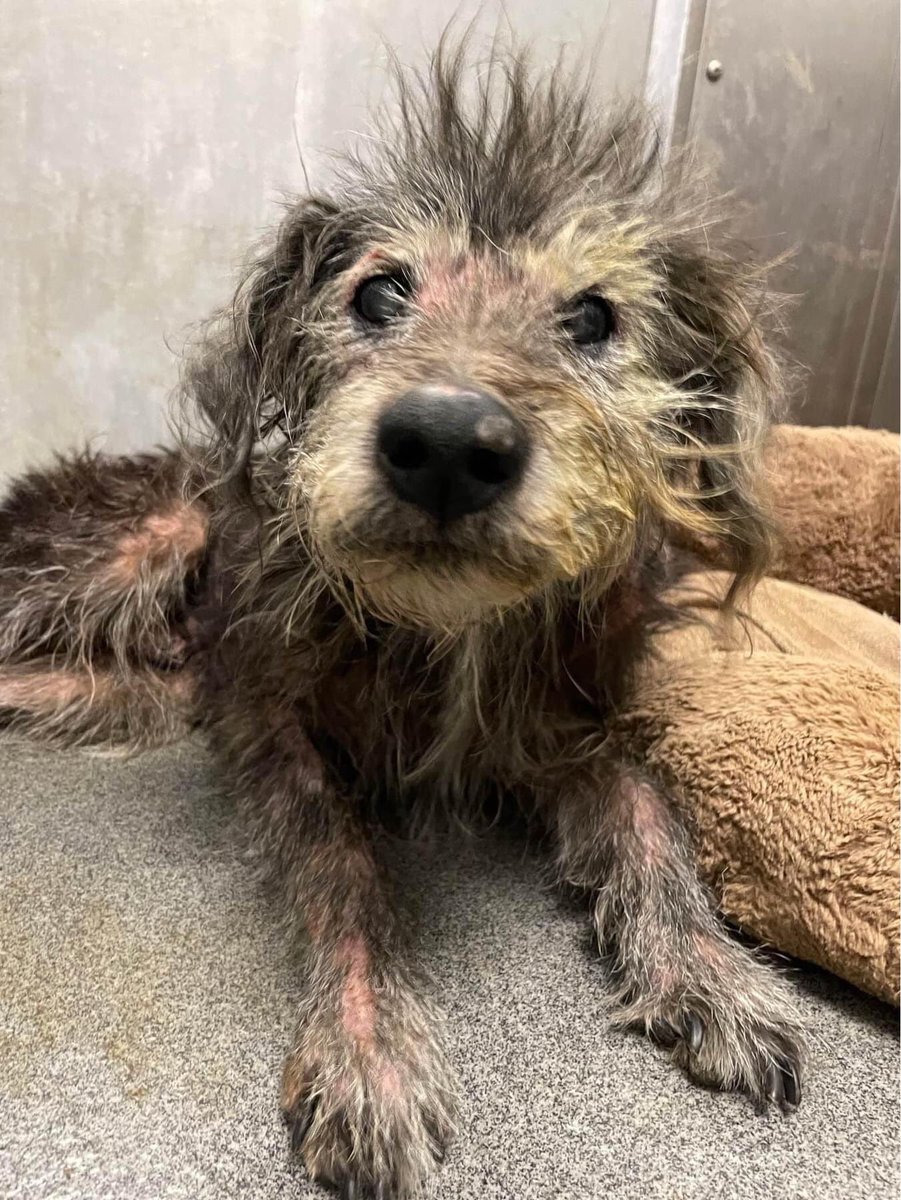 BearyHappy04's tweet photo. Rescue Only - Medical PLEDGES NEEDED‼️
RICHIE A1185152
#Dallas Animal Services
9Y Neutered 29lbs
HW Negative 

Sweet Senior boy Richie came in as it appeared he was sick &amp; injured

Skin scrape negative
Suspect mange
📧dasrescue@dallas.gov
dasfoster@dallas.gov

#dogsoftwitter #TX https://t.co/OjCT0VQMrY