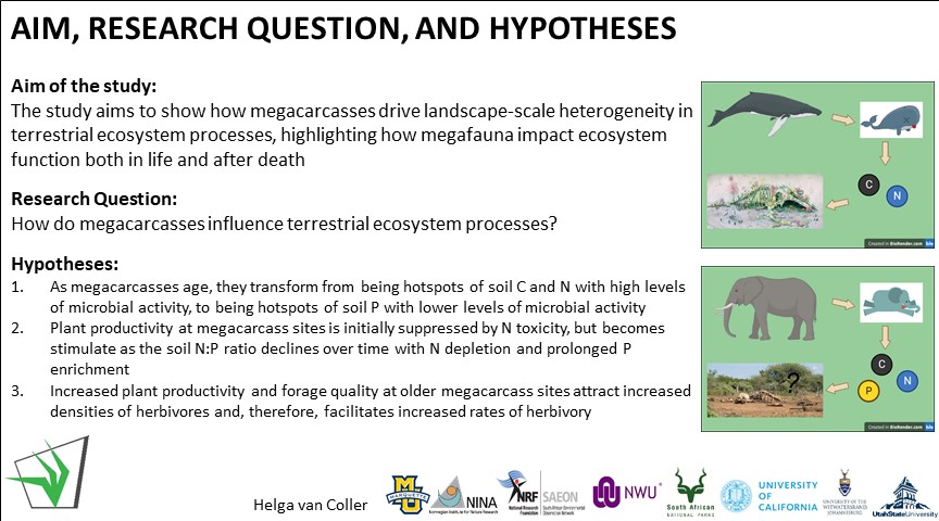 GrasslandSocSA's tweet photo. Elephants, also known as ecosystem engineers impact ecosystem function, both in life and after death #buthow #letssee #ecology #megacarcassecology #GSSACongress58 @DrHelgavC https://t.co/j785XkwEt1