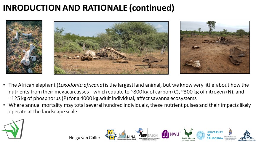 GrasslandSocSA's tweet photo. Elephants, also known as ecosystem engineers impact ecosystem function, both in life and after death #buthow #letssee #ecology #megacarcassecology #GSSACongress58 @DrHelgavC https://t.co/j785XkwEt1
