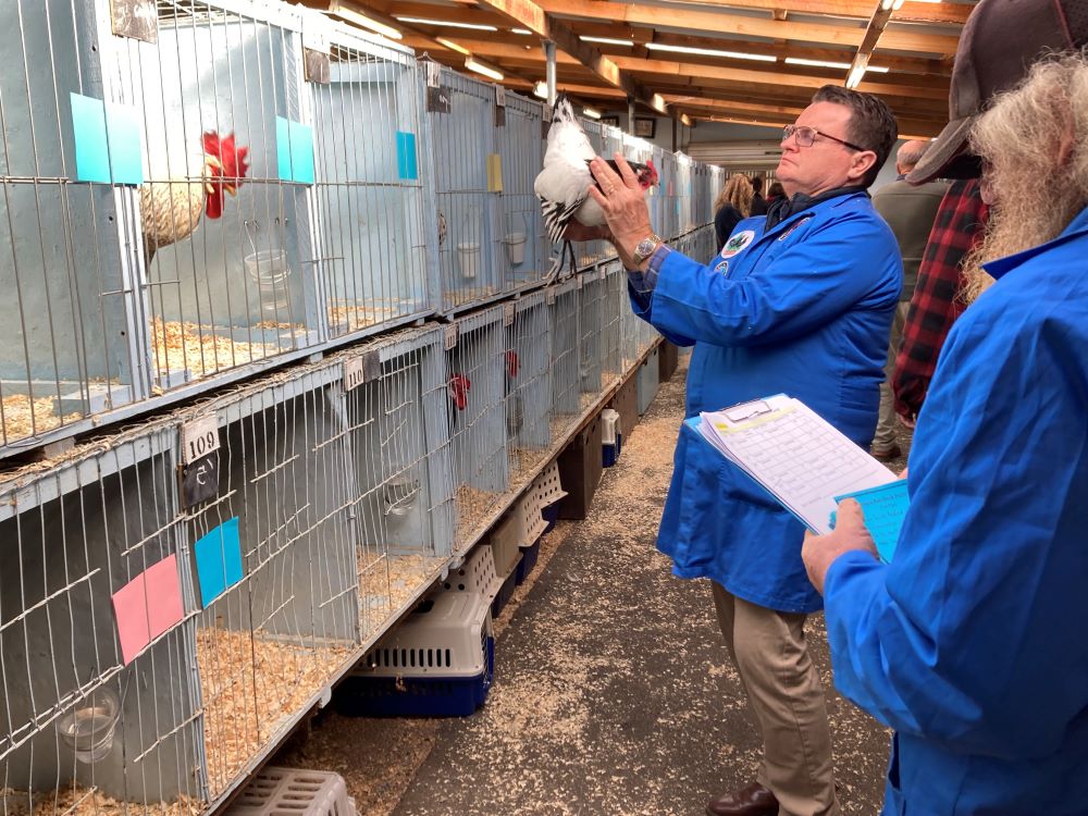 Headed along to the Tasmanian Rare Breeds Poultry Club's annual show in Longford on the weekend. Still thinking of chicken puns to use for this post. #launnielife