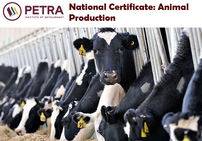 National Certificate: Animal Production
SAQA ID 48976, Level 2, 120 Credits - The purpose of this qualification is to assist learners to Progress towards a position of farm labourer (operators) with specific reference to Animal Production. petrainstitute.co.za/agriseta-cours… #shortcourses