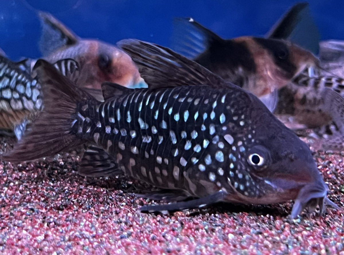 kimuraebinamazu's tweet image. 今期の我が家のシゲル度ランキング一位個体😃
今日は特に黒いね旦那！
#コリドラス