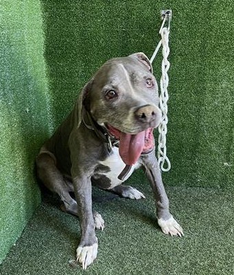 So happy our senior girl MARY JANE was adopted from Lancaster California just 2 days after she was made available. 🎉🤗🎉 Thank you so much Village for pledging for herb&amp; giving her much needed exposure 🙏 #seenequalssaved 
#A4424739