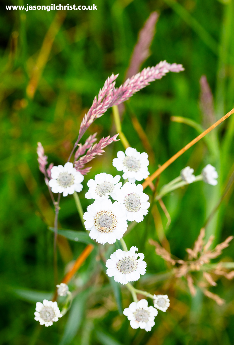 jgilchrist13's tweet photo. @wildflower_hour @BSBIbotany @PlantlifeScot @BSBIScotland @Love_plants @EdinburghNats @NatureScotSouth @nature_scot @MacroHour @LoveWestLothian @ScotsMagazine Sneezewort, Achillea ptarmica. Bathgate Hills, West Lothian, Scotland, today. #WildflowerHour #wildflower #sneezewort #Achilleaptarmica #BathgateHills #WestLothian #Scotland #macro #MacroPhotography #MacroHour #Springwatch #TwitterNatureCommunity #DaisyChallenge https://t.co/DiF7foJInp