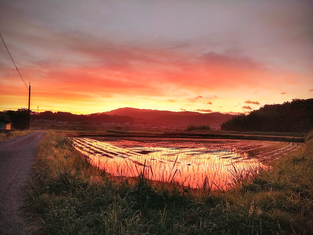 「朝のウォーキング中の風景。 朝焼けの水田は一週間ぐらい前のものです。 このコース」|鴉＠月夜の鴉のイラスト