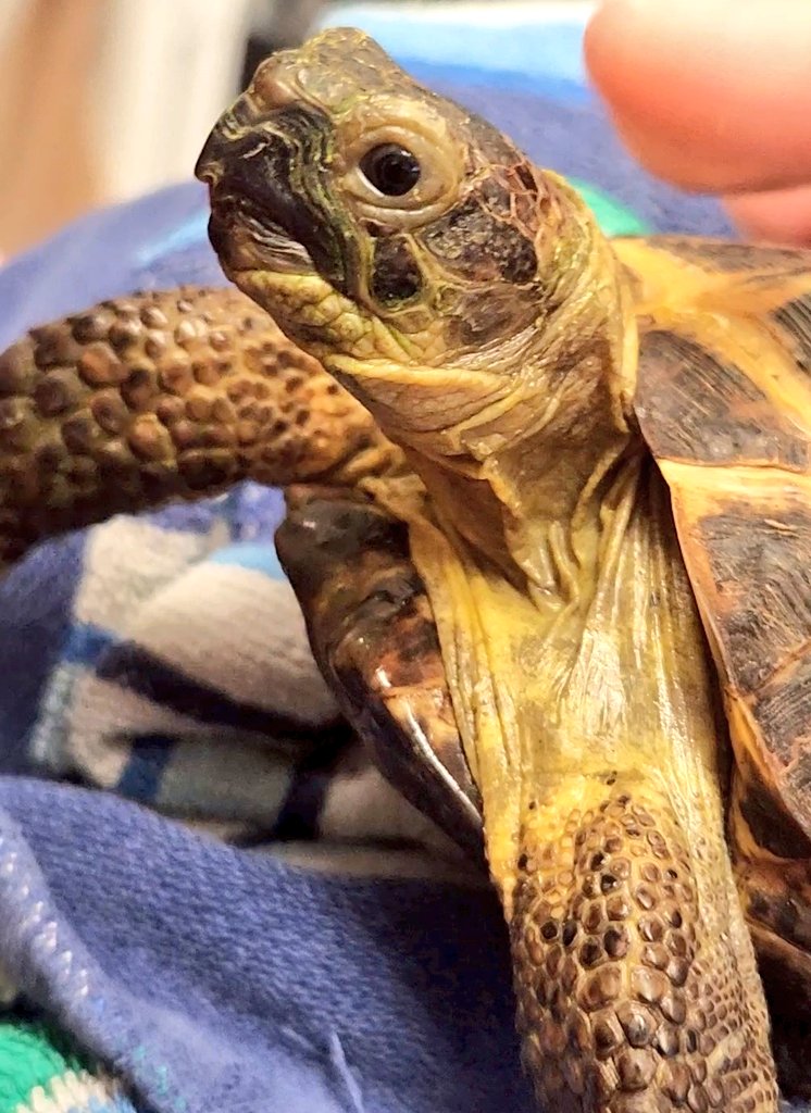 After Her Bath #russiantortoise