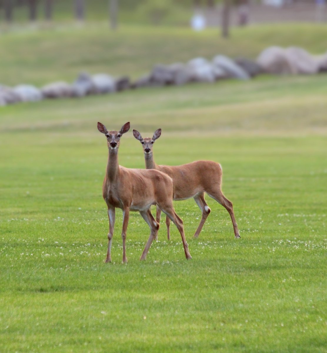 The plural of deer is deer. 

📷  White-Tailed Deer on the driving range 7.22.23

#nature #deer #naturephotography #crystallake #lakeville #minnesota #exploreminnesota