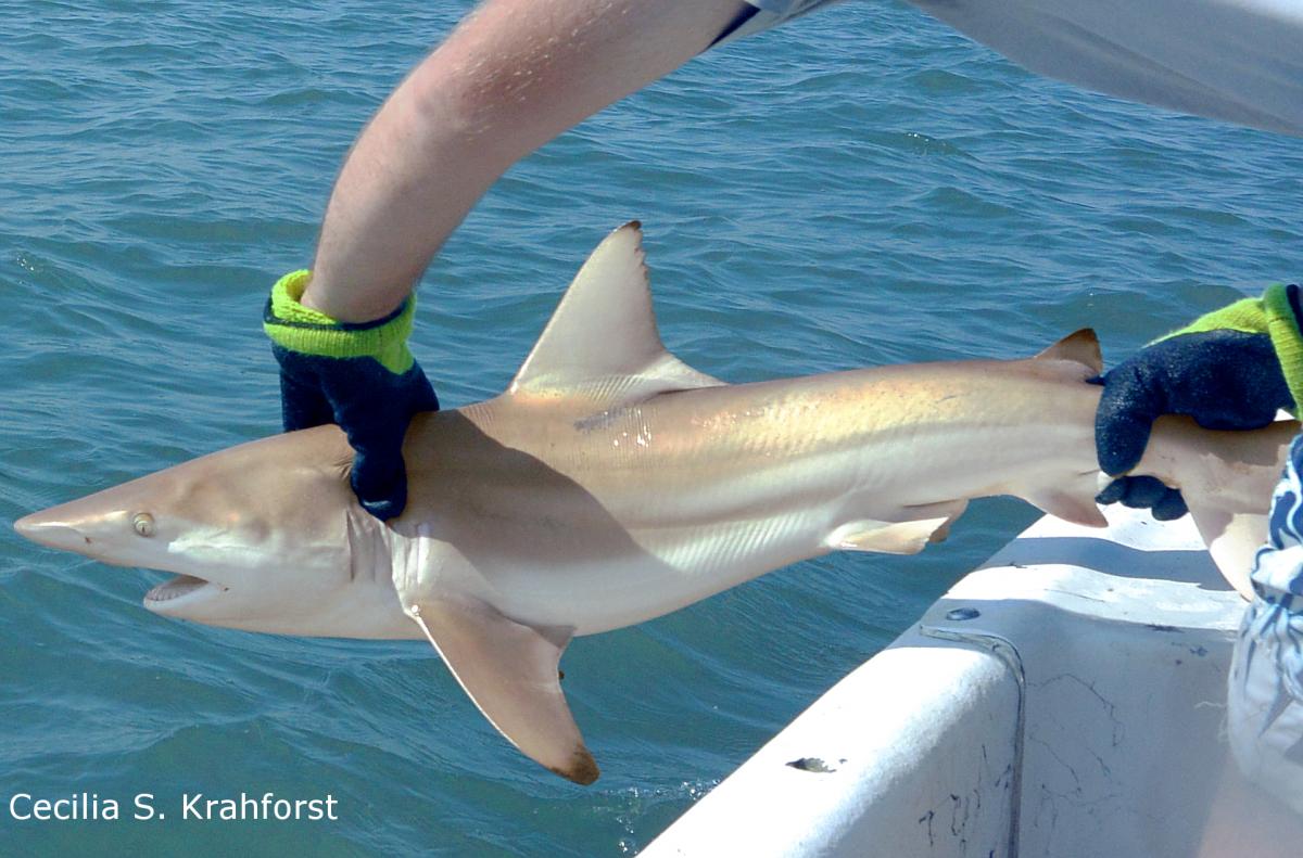 SERCfisheries's tweet photo. Today starts the best week of the year #SharkWeek 🦈! We are excited to share about our shark and ray research and ready to deliver some #jaw dropping #sharkfacts, so stay tuned throughout the week! https://t.co/57dLWNTt5N