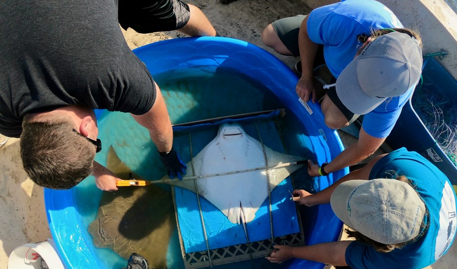 SERCfisheries's tweet photo. Today starts the best week of the year #SharkWeek 🦈! We are excited to share about our shark and ray research and ready to deliver some #jaw dropping #sharkfacts, so stay tuned throughout the week! https://t.co/57dLWNTt5N