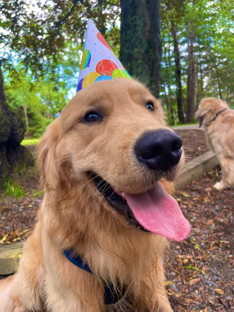 _a_r_a_d's tweet photo. Happy bday to our goodest boi ever 🐶❤️ https://t.co/XqRHIgbol3