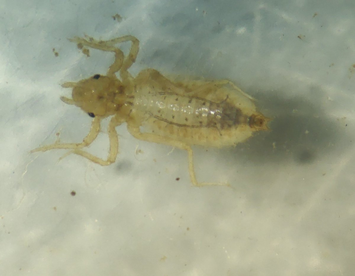 Bridget White tweet media