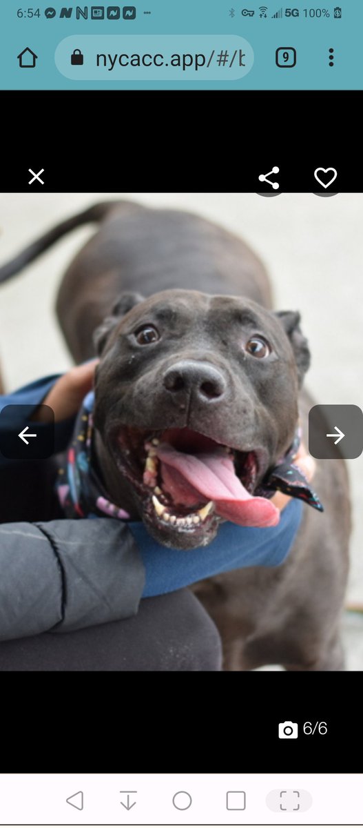 MyBoxerLuvMac1's tweet photo. 💔Sing💔
#NYCACC #85167 6y
▪️To Be Killed: 7/25💉
Friendly sweetie's💔, given up 4 new baby! Adorable, playful lovebug. Once he slims down, he'll be an even speedier prancer! Adores ppl, prefers 2 be only pet. Needs loving, N.East #Adopter/#Foster, 2 b yr BFF. Pls #pledge
💕Sing https://t.co/ee3R6ZZkaH