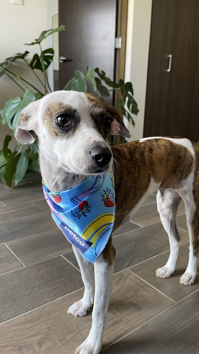 Hoy me bañé 🐶🤩