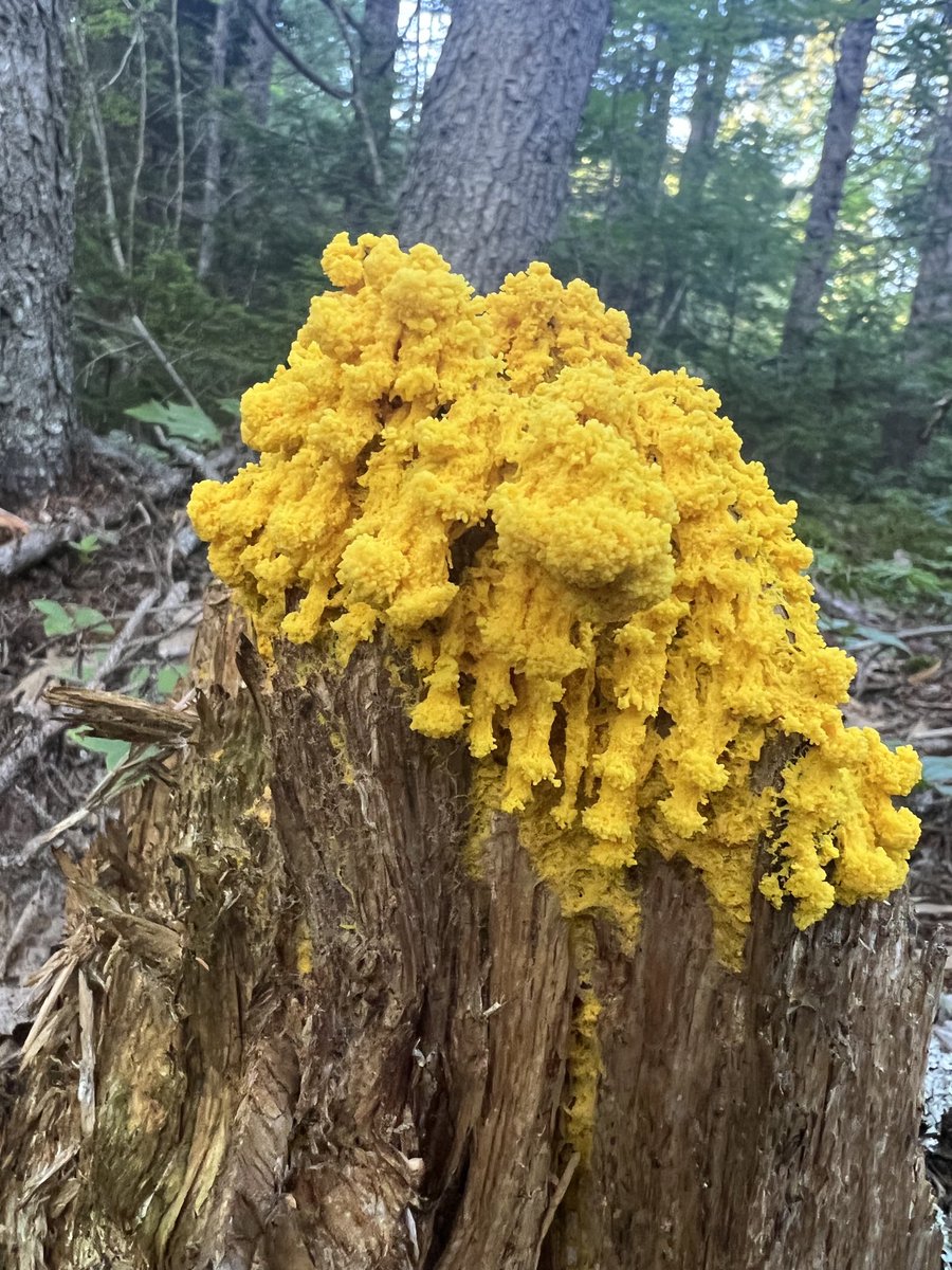 Had to pull over the car on the drive home from dinner and run into the woods for this one. #slimemold