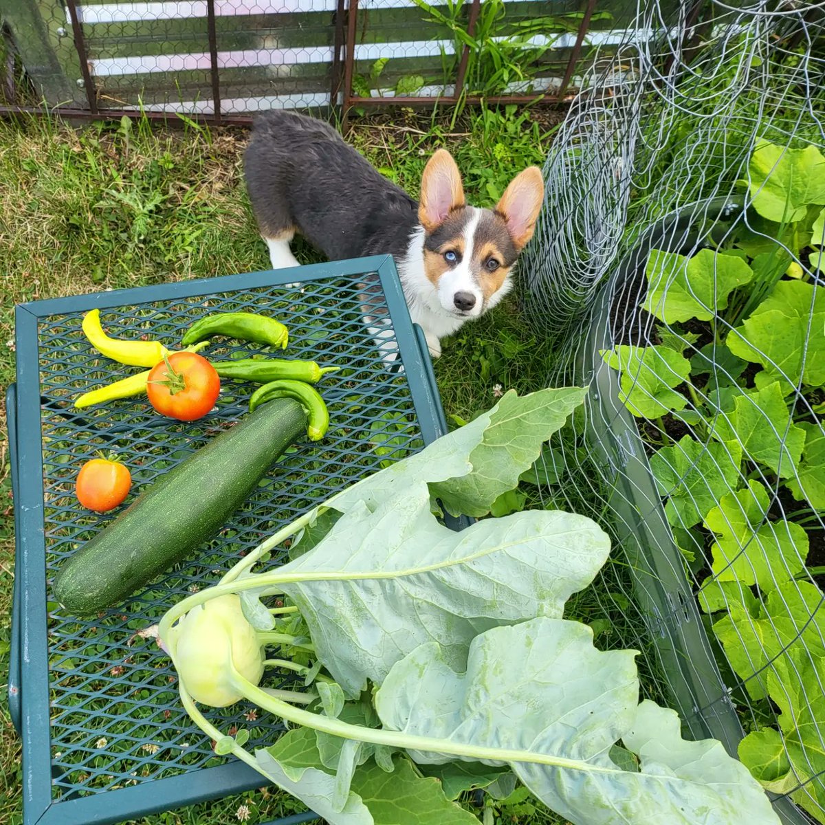 CorgiDuncan's tweet image. More vegetables! #corgi #CorgiCrew #gardencorgi
