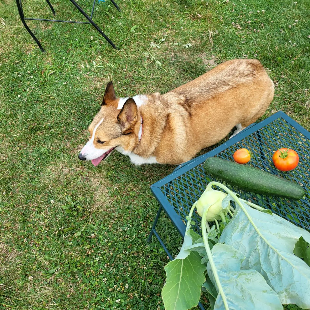 CorgiDuncan's tweet image. More vegetables! #corgi #CorgiCrew #gardencorgi