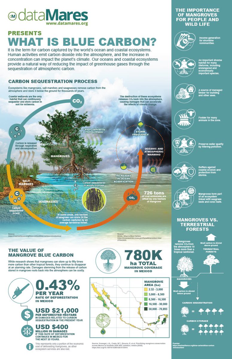 dataMares's tweet image. 🌎 #Bluecarbon refers to the C captured &amp;amp; stored by the world&apos;s ocean and coastal ecosystems.

📌 Download the #datagraphic here: datamares.org/preview/dg_wha…

#climateaction #EcosystemServices
