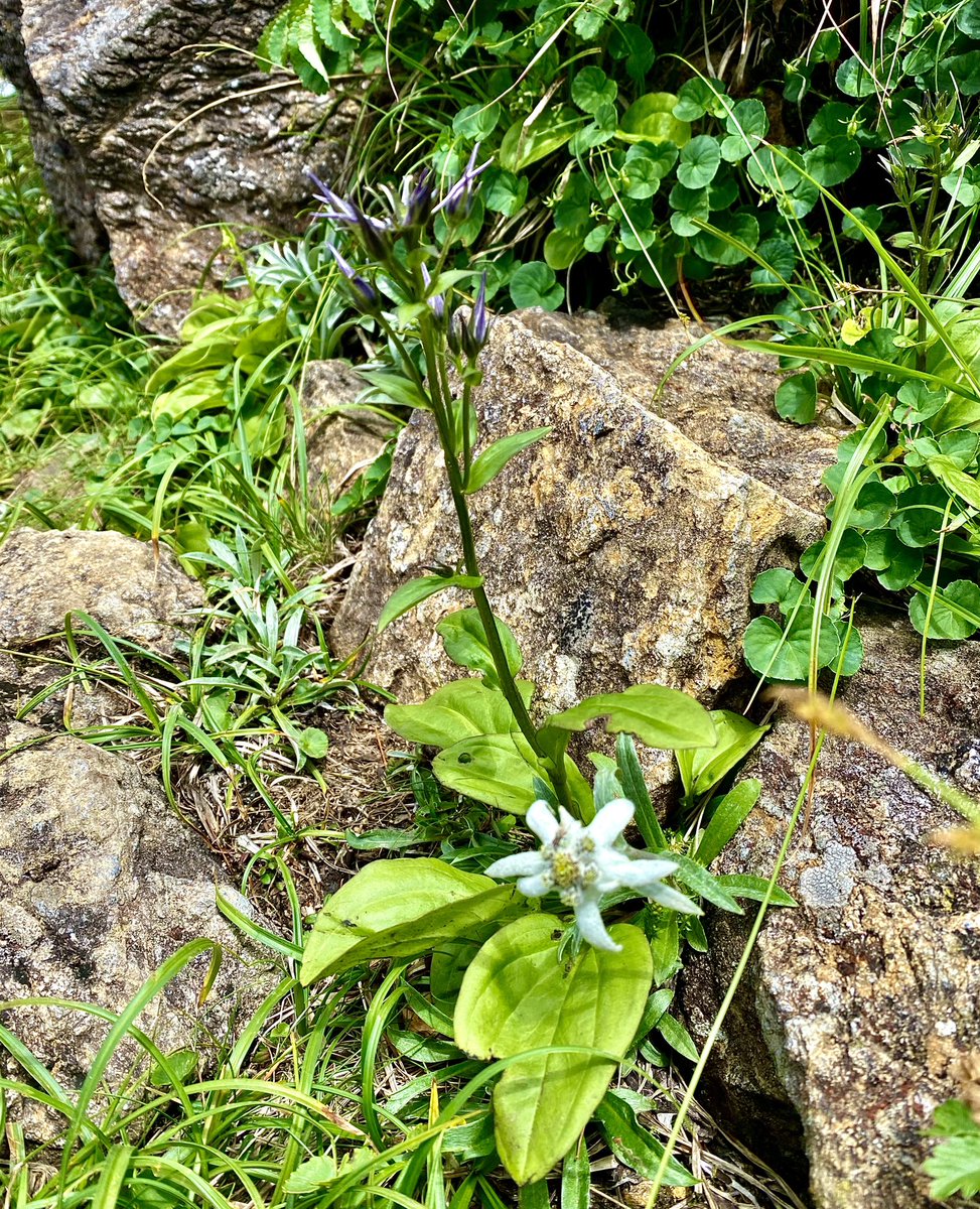 ABINSATO's tweet photo. 【拡散希望】山野草に詳しい方にご教授願います。7月23日���早池峰山山域にてハヤチネウスユキソウとともに咲いていました。
エビネの様な、���クランの様な、チドリの様なこの黒紫の山野草の正体ははいったい何ですか？ぜひ教えてください！ https://t.co/fVPphcMEwl