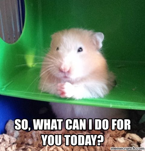 Emilio_Hamster's tweet photo. Here for you. https://t.co/LIAOpD3vtD