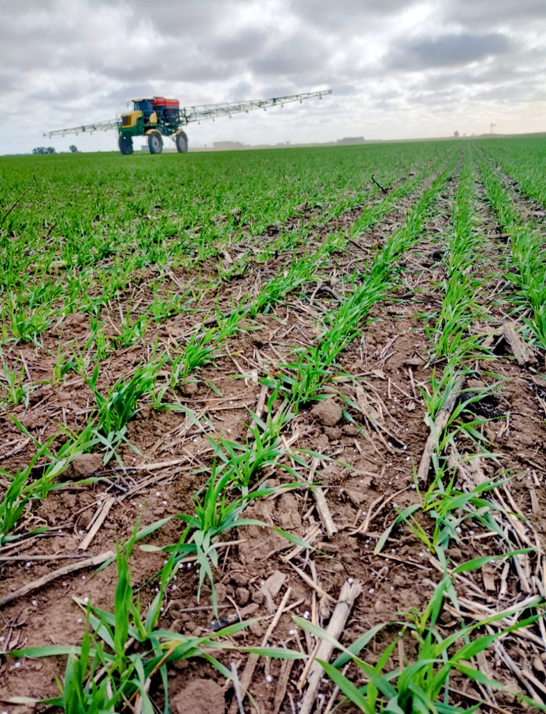 LucasAlonso08's tweet photo. Fertilización variable en cebada Montoya🌾🌾
📍Faro, Coronel Dorrego https://t.co/OLtJp2JEqR