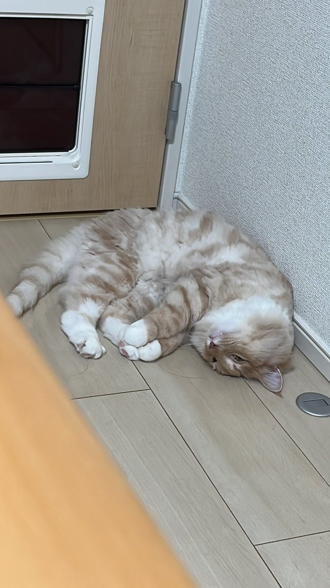 kolosuke's tweet photo. ここの角が好きなんだ
#猫 #猫がいる暮らし #猫好きさんと繋がりたい #ノルウェージャンフォレストキャット https://t.co/d4YHvuGwaY