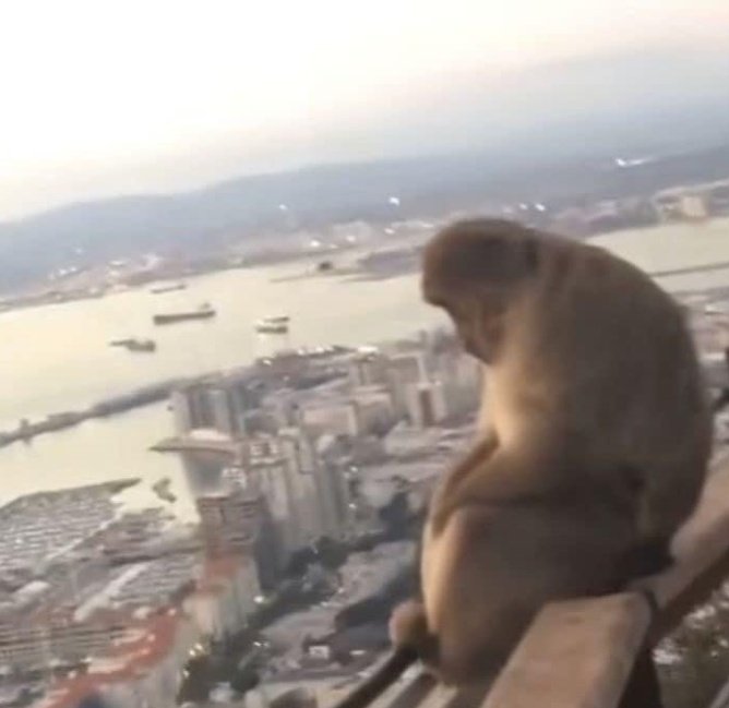 Error_f__'s tweet image. Me siento como este mono: