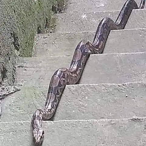 Una serpiente comenzó a perseguir una luciérnaga que sólo vivía para brillar. La luciérnaga se detuvo y dijo a la serpiente:
"¿Puedo hacerle tres preguntas?
La serpiente dijo, "Sí".
- ¿Pertenezco a tu cadena alimenticia?
La serpiente dijo, "No".
¿Te hice algo?
La serpiente dijo,
