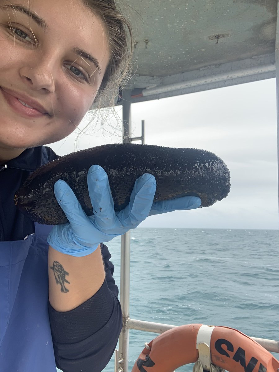 Marine Ecology Group (@meg_mq) on Twitter photo This week, <a href="/_krisfish/">Kristen McSpadden</a> is behind the scenes of MEG Twitter. She’s a marine ecologist, with interests in fishery sustainability and remote sensing, and is currently undertaking a PhD to better understand the population dynamics of sea cucumbers on the Great Barrier Reef. This week, <a href="/_krisfish/">Kristen McSpadden</a> is behind the scenes of MEG Twitter. She’s a marine ecologist, with interests in fishery sustainability and remote sensing, and is currently undertaking a PhD to better understand the population dynamics of sea cucumbers on the Great Barrier Reef.