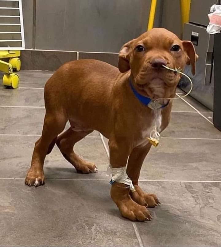 Happy Dog tweet media