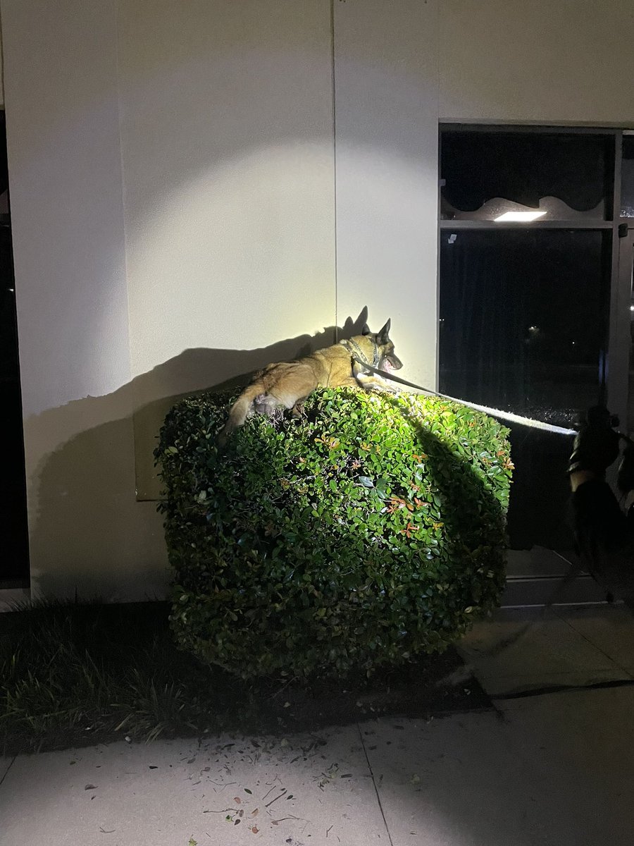 Sometimes you just gotta prove to people you can do something lol.  K9 Raffe making sure he searches the ENTIRE bush for his Handler, Deputy McDevitt.  

#OPNation #OPLiveNation #OPLive #OnPatrolLive @ReelzChannel @OfficialOPLive  #policeK9