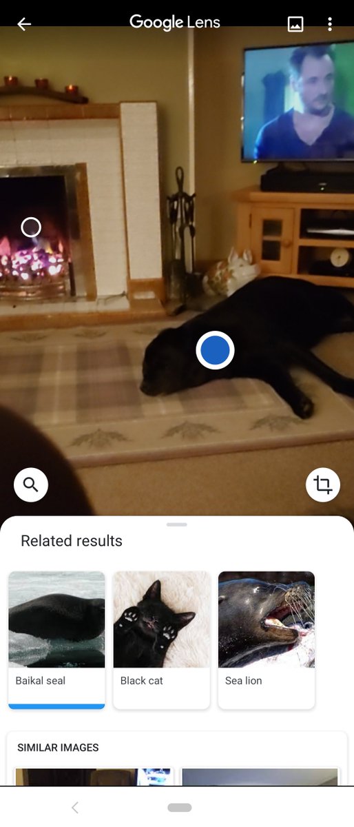 Cogie's Aurora's tweet media