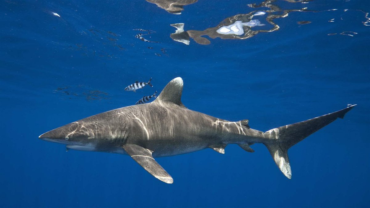 sidney crosby- OCEANIC WHITE TIP: these things are solitary except in large feeding pods ! cute and opportunistically aggressive !!they were responsible for the death of many survivors of the RMS Nova Scotia which sank after it was hit by a german submarine missile #yayhistory