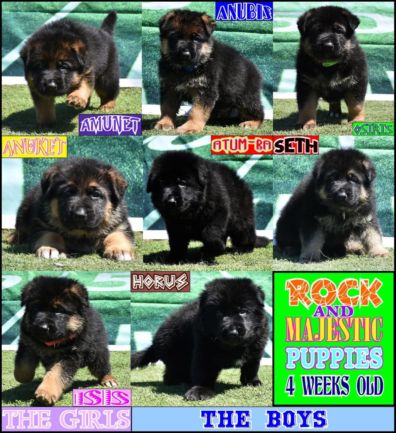 Kris Nguyen🔺AI OC AQ14 on Twitter "Sousuke’s breeder named her new