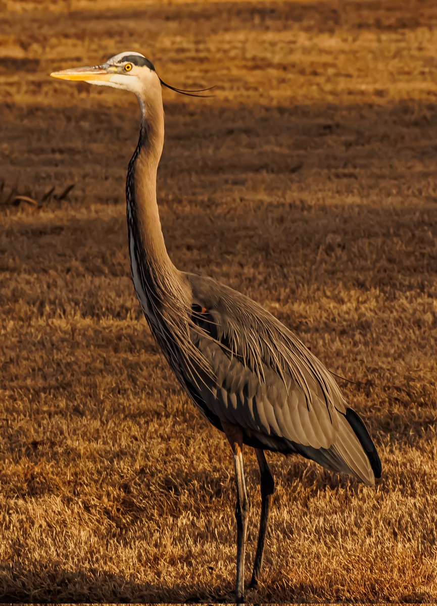 Tareeq Iqbal Mohammed (@tareeqiqbalmohd) on Twitter photo Great blue heron
#Texas #greatblueheron
@natgeowild <a href="/NatGeoPhotos/">Nat Geo Photography</a>
<a href="/IndiAves/">IndiAves</a>
<a href="/Lightroom/">Adobe Lightroom</a>
<a href="/NatureattheBest/">Nature at the Best</a>
<a href="/naturelovers/">Nature Lovers</a> <a href="/climactivist/">Climactivist</a>
<a href="/Britnatureguide/">The British Nature Guide</a>
<a href="/ThePhotoHour/">#ThePhotoHour</a>
<a href="/DavidMariposa1/">David</a>
<a href="/a_london_pigeon/">a_london_pigeon</a> <a href="/stormcabbirds/">stormcabbirds</a>
<a href="/Avibase/">Avibase (Denis Lepage)</a> Great blue heron
#Texas #greatblueheron
@natgeowild <a href="/NatGeoPhotos/">Nat Geo Photography</a>
<a href="/IndiAves/">IndiAves</a>
<a href="/Lightroom/">Adobe Lightroom</a>
<a href="/NatureattheBest/">Nature at the Best</a>
<a href="/naturelovers/">Nature Lovers</a> <a href="/climactivist/">Climactivist</a>
<a href="/Britnatureguide/">The British Nature Guide</a>
<a href="/ThePhotoHour/">#ThePhotoHour</a>
<a href="/DavidMariposa1/">David</a>
<a href="/a_london_pigeon/">a_london_pigeon</a> <a href="/stormcabbirds/">stormcabbirds</a>
<a href="/Avibase/">Avibase (Denis Lepage)</a>