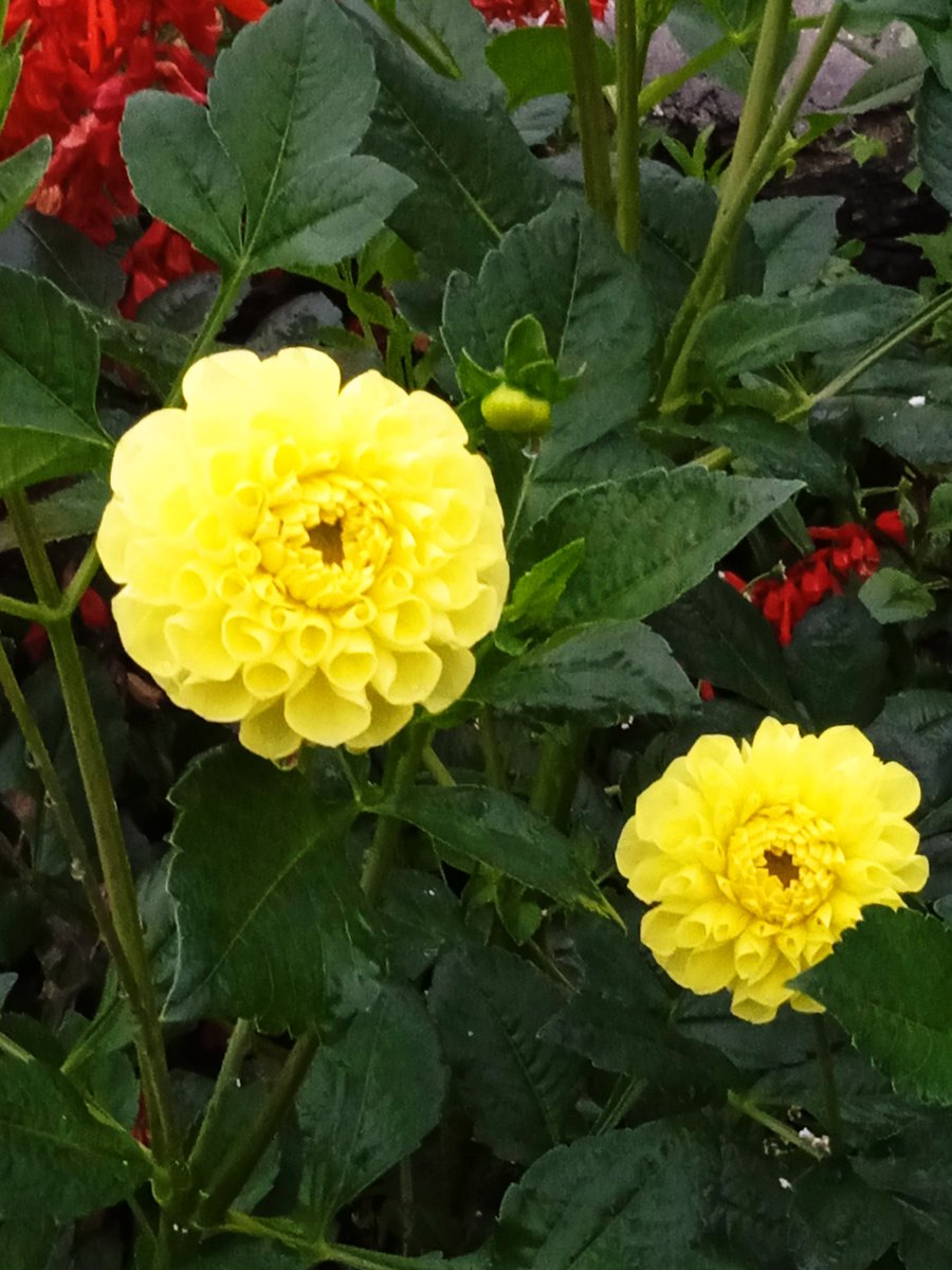 Good morning Nepal ! #dahlias