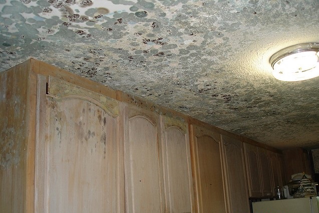 Mold & mildew aren’t just damaging to your health but can also ruin belongings and cause rot, decay and structural damage. If you notice mold or mildew in your home or business, don’t wait! Call us for professional Mold Inspection, Air Quality Testing or Removal Services. #mold https://t.co/soC7U4uZYj